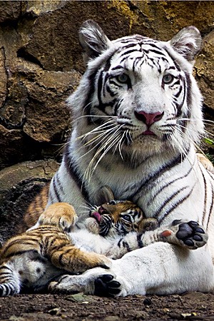 Indira, tigre de bengala fêmea, deita-se com seus filhotes no Zoológico de Cali, na Colômbia. Os filhotes nasceram em 30 de novembro. (Fot Luis Robayo/AFP)