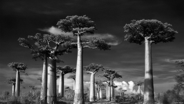 Os baobás são reconhecíveis por seus troncos inchados e são encontrados naturalmente em áreas secas de Madagascar, em países africanos e na Austrália (Foto: Beth Moon/BBC) Os baobás são reconhecíveis por seus troncos inchados e são encontrados naturalmente em áreas secas de Madagascar, em países africanos e na Austrália (Foto: Beth Moon/BBC)