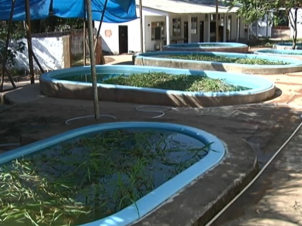 Zoológico conta com 10 piscinas para o tratamento dos filhotes de peixe-boi (Foto: Reprodução/TV Tapajós) Zoológico conta com 10 piscinas para o tratamento dos filhotes de peixe-boi (Foto: Reprodução/TV Tapajós)