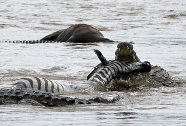 Fotógrafa captou momento em que crocodilo devora exemplar de zebra, que atravessava o Rio Mara, no Quênia (Foto: Rebecca Blackwell/AP)