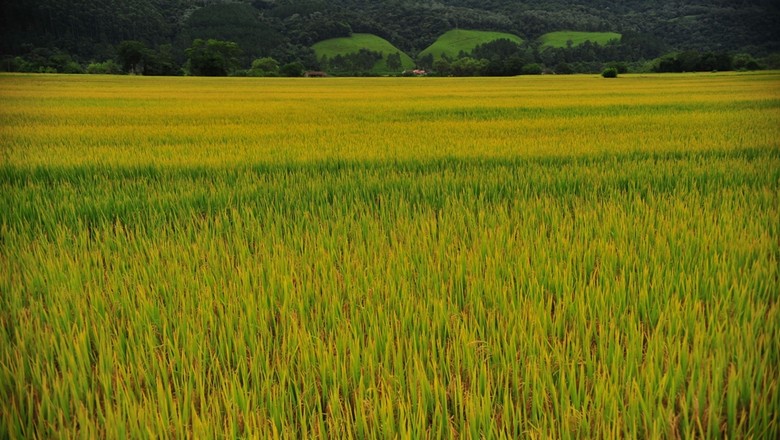 arroz da china de plástico colheita de arroz na Uma nova fase está à