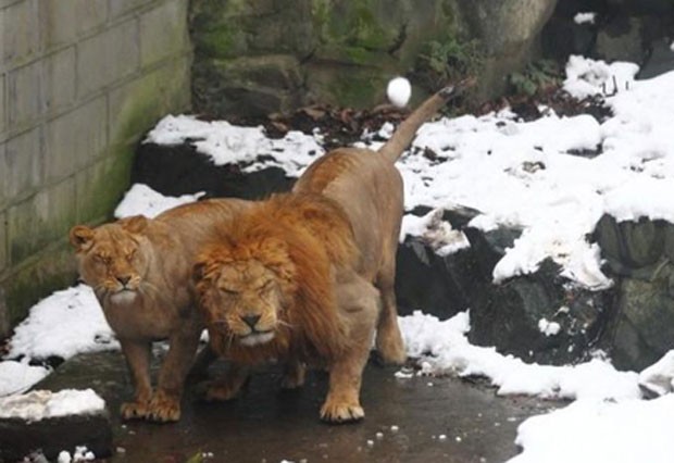 Cena ocorreu no zoológico de Hangzhou (Foto: Reprodução)