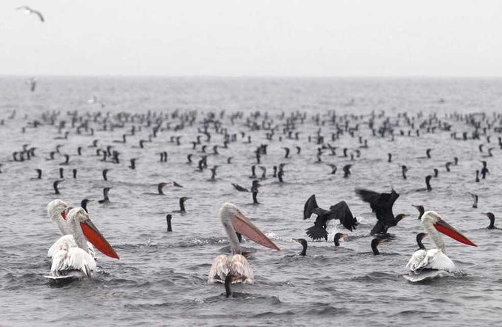 Aves vistas no lago Volvi, na cidade grega de Thessaloniki (Foto: REUTERS/Grigoris Siamidis)