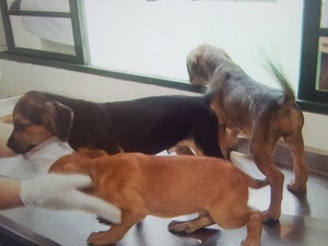 Cachorros esperam por adoção em Piracicaba (Foto: Reprodução/ EPTV)