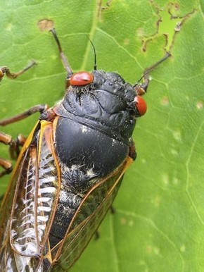 Eua Devem Ter Invasao De Cigarras Que Passaram 17 Anos Sob O Solo Natureza G1