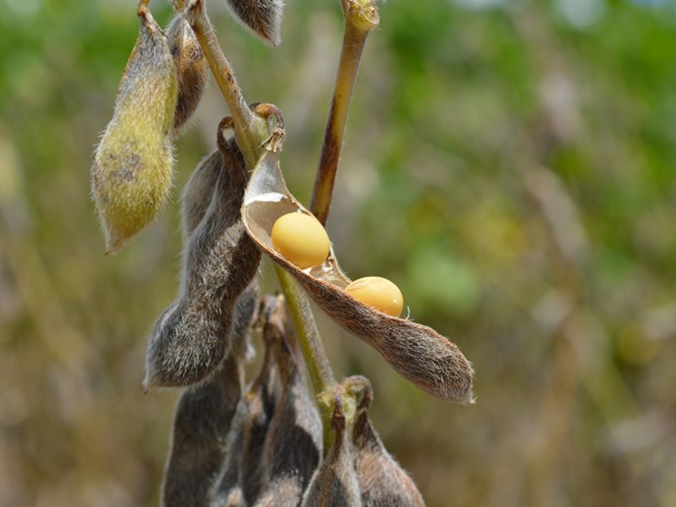 Pesquisador diz que informações ajudaram a prevenir disseminação da Helicoverpa armigera na soja  (Foto: Anderson Viegas / Agrodebate)