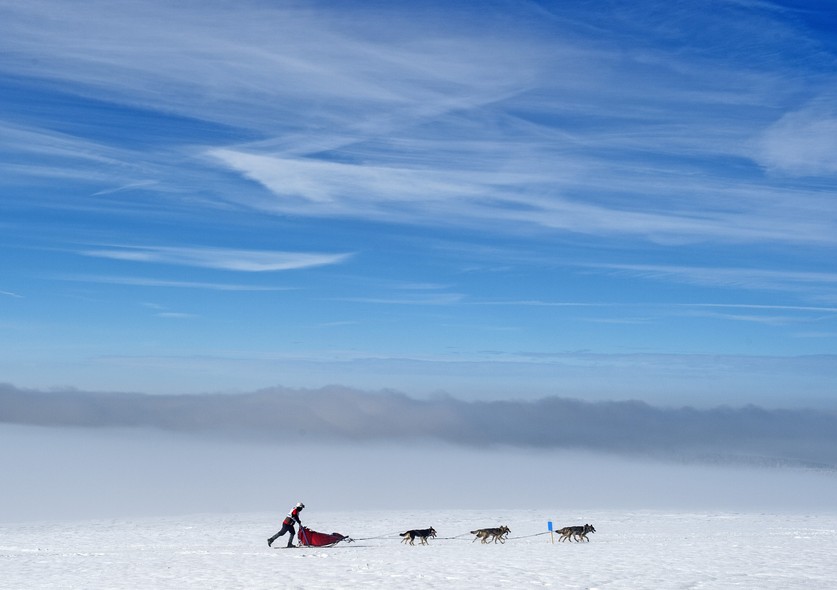 A musher competes with his dog-sled during the Trans-Thuringia race, one of the biggest dog-sled races with purebred dogs in central Europe, in the Thuringian Forest near Fehrenbach, central Germany, Saturday, Feb. 14, 2015. Around 500 sled dogs and their