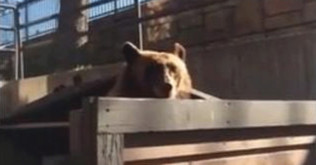 Homem pede, e urso foge de caçamba de lixo nos EUA (Foto: Reprodução)