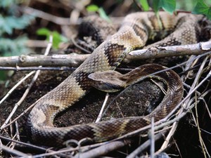 Serpente da espécie 'Bothrops jararaca', uma das espécies que teve o veneno estudado (Foto: Divulgação/Felipe Süssekind/Wikicommons)