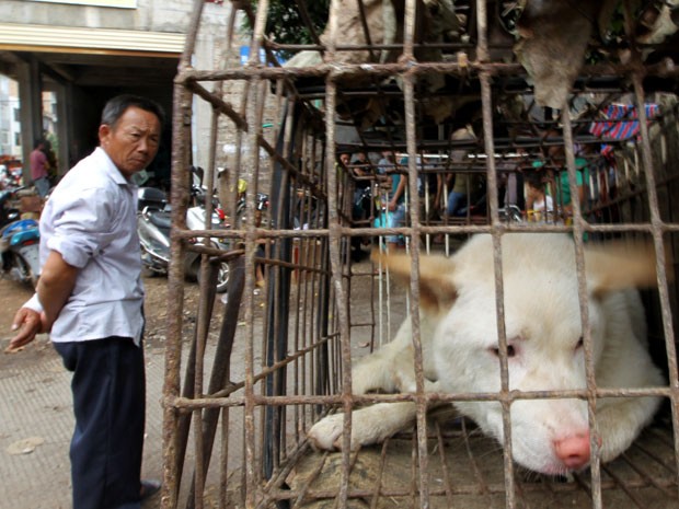 Cão espera para ser vendido em um mercado em Yulin no sul da China (Foto: Humane Society International/ AP)