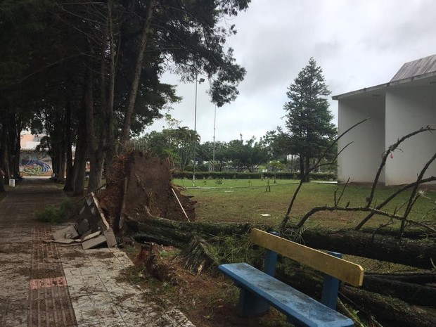 Árvore foi arrancada pelo vento na UFSC (Foto: Aureo Moraes/Divulgação)