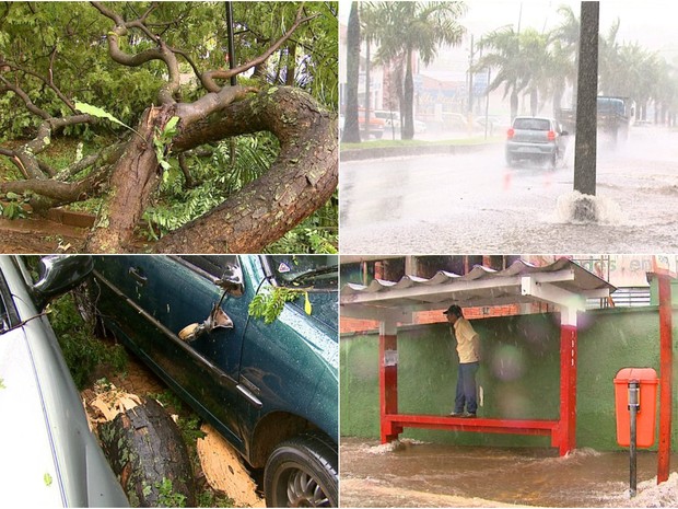 G1 Chuva Forte Derruba árvore E Inunda Ruas E Avenidas Em São Carlos Sp Notícias Em São 8266