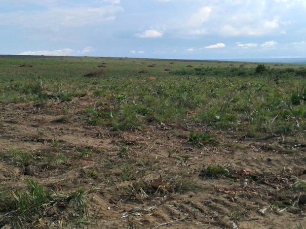 Segundo a Sema, área desmatada ilegalmente soma cerca de 15 hectares (Foto: Jeferson Zucchi/Arquivo pessoal)