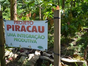 Pouco menos de um ano e meio de plantação e os cacaueiros do &#39;Piracau&#39; começam a produzir (Foto: Pâmela Fernandes/G1)