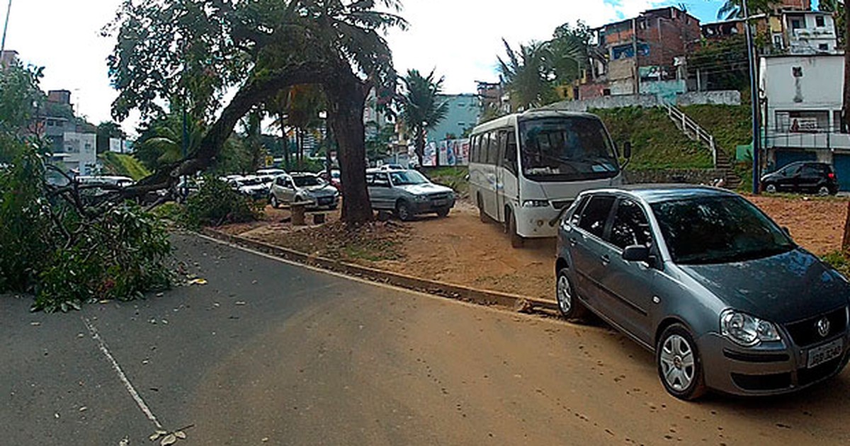 G Queda De Rvore Causa Transtornos Na Av Garibaldi Em Salvador