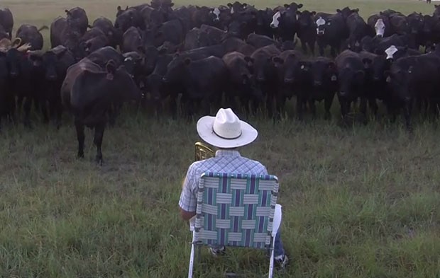 Derek Klingenberg virou hit na web ao fazer 'serenata' para rebanho de vacas com seu trombone (Foto: Reprodução/YouTube/Farmer Derek Klingenberg)