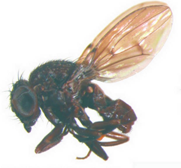 Nova espécie de mosca é encontrada na Amazônia. (Foto: Divulgação)