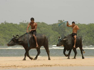 Nativos do Marajó usam os búfalos para atividades cotidianas (Foto: Fernando Araújo/O Liberal)