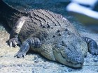 Esperma de crocodilo pode servir para entender infertilidade masculina