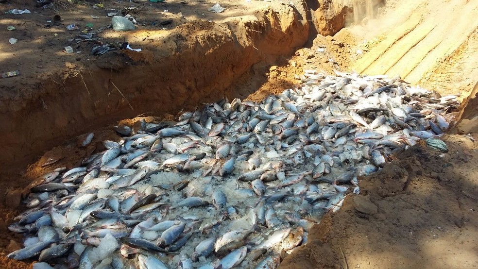Peixes foram destruídos em aterro sanitário (Foto: Adapec/Divulgação)