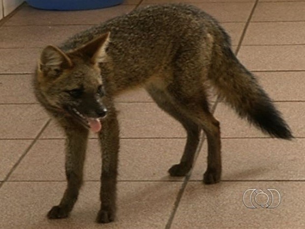 Raposa do campo é encontrada em quintal de casa, em Anápolis, Goiás (Fot Reprodução/Arquivo Pessoal)