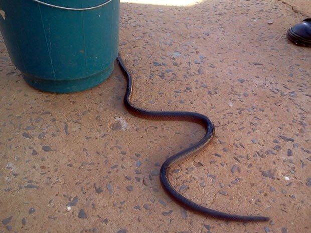 Cobra encontrada em Sinop (Foto: Pedro Ribas/Corpo de Bombeiros)