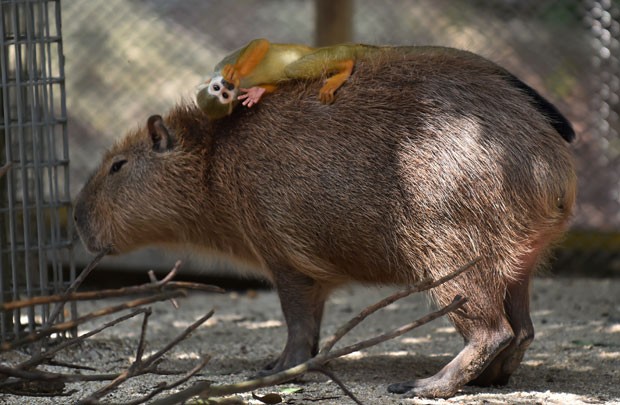 Macaco-de-cheiro é flagrado usando uma capivara como cama em zoo japonês (Foto: Kazuhiro Nogi/AFP) Macaco-de-cheiro é flagrado usando uma capivara como cama em zoo japonês (Foto: Kazuhiro Nogi/AFP)