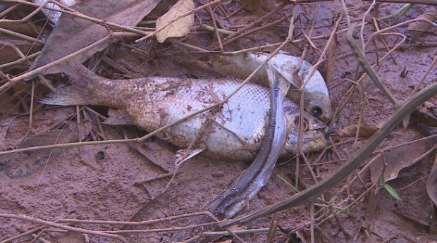 Morador diz que causa da morte de espécies pode ser esgoto despejado no igarapé (Foto: TV Rondônia / Reprodução)