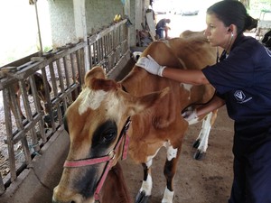 Veterinária afirma que o animal passa bem (Foto: Eduardo Cristófoli/RBS TV)