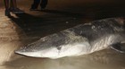 Tubarão-azul  morto surge em Camboriú, SC (Museu Oceanográfico da Univali/Divulgação)