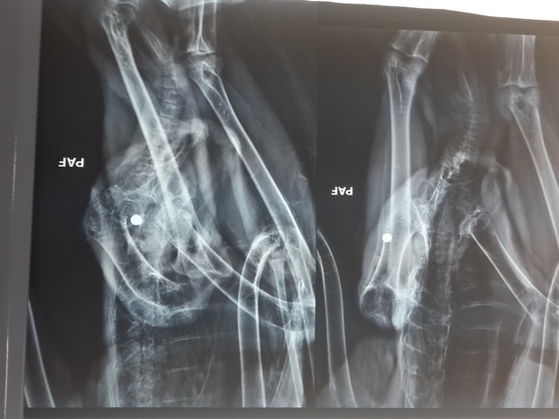 O raio-x do gavião real aponta um dos ferimentos causados pelo tiros  (Foto: Cetas/divulgação)