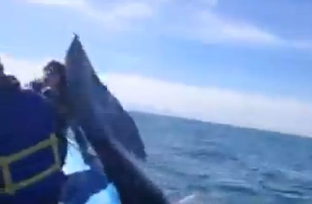 Enquanto observava baleias com os amigos, a jovem Chelsea acabou levando um 'tapa' com a cauda de um dos animais (Foto: Reproduo/YouTube/Jordyn R)