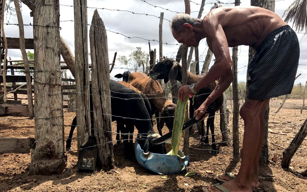 Seu Antônio alimenta com mandacaru os animais em Feira de Santana, no interior da Bahia  (Foto: Alan Tiago Alves/G1)