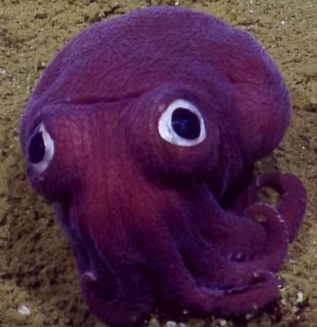 Estranho animal roxo apareceu no fundo do oceano e foi flagrado por expedição (Foto: BBC/Ocean Exploration Trust )