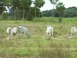 Criadores de gado do Pantanal estão preocupados com a falta de chuva (Foto: Reprodução/TV Morena)