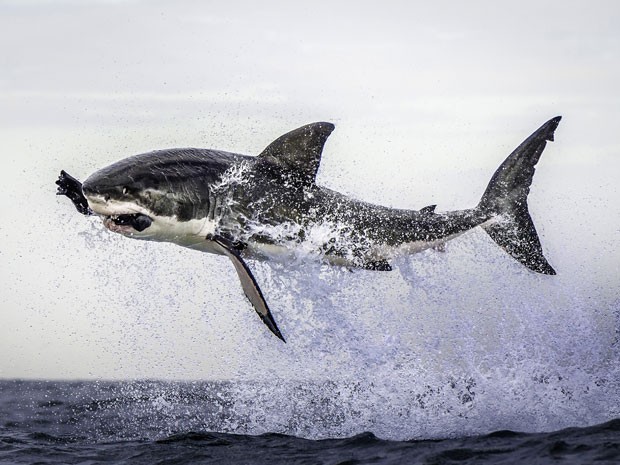Tubarão atacou isca feita de borracha (Foto: Dana Allen / Caters)