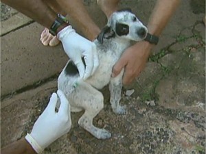 Animal é vacinado contra raiva em Ribeirão Preto, SP (Foto: Reprodução/EPTV)