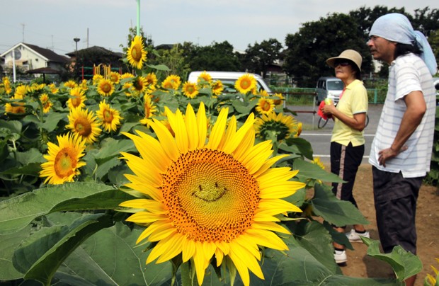 Jardim tem girassóis 'sorridentes' no Japão (Foto: Yoshikazu Tsuno/AFP/Getty Images) Jardim tem girassóis 'sorridentes' no Japão (Foto: Yoshikazu Tsuno/AFP/Getty Images)