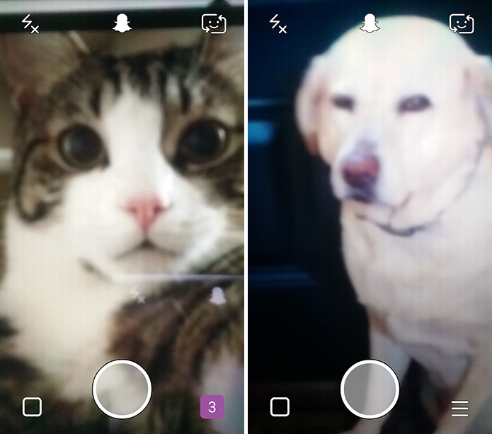 Snapchat lensens não é capaz de reconhecer os animais para aplicar efeitos (Foto: Reprodução/Elson de Souza)
