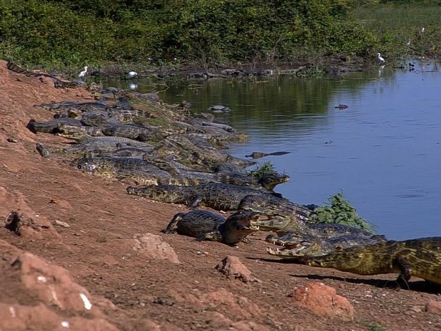 Jacarés à beira de rio no Pantanal (Foto: Reprodução/ TVCA)