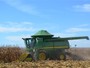 Colheita de milho safrinha em MT chega a mais de 20% da área cultivada