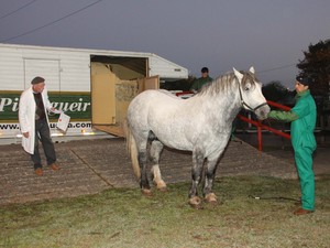 Primeiros animais que participam da Expointer começam a chegar a Esteio, RS (Foto: Vilmar da Rosa/Seapa)