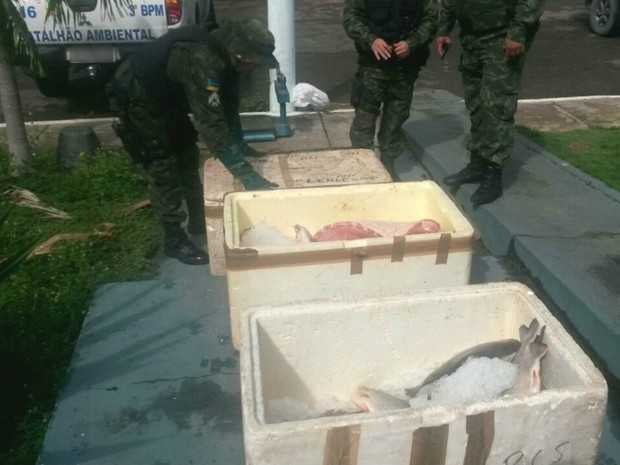 G1 Polícia apreende mais de 250 quilos de pescado ilegal em porto do