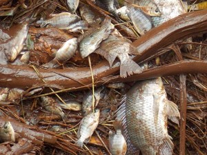 Peixes foram encontrados mortos no Lago do Silvério em Jaú (Foto: Divulgação / Luiz Carlos Pavão)