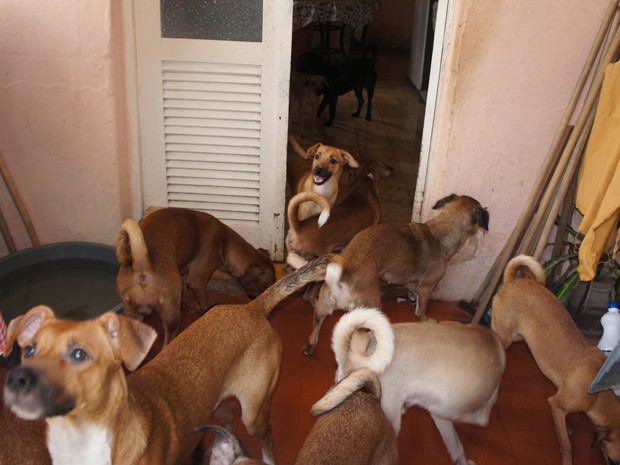 Segundo laudo do Centro de Zoonoses, todos os cães de Dona Edna Holanda estão sadios (Foto: André Resende/G1)