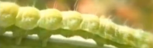 Lagarta ataca milho e soja e prejudica produção (Reprodução/TV Anhanguera)