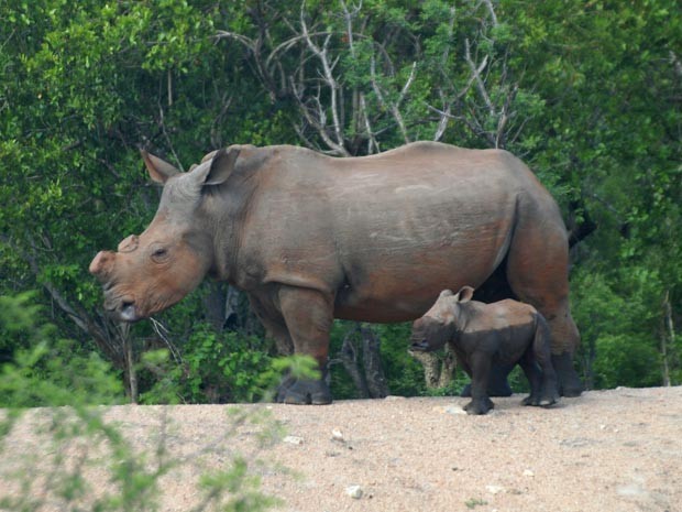 Rinoceronte com o chifre raspado (Foto: Geoff York/AAAS)
