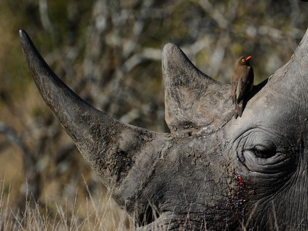 Caça ilegal de rinocerontes tem crescido na África do Sul (Foto: Pierre-Philippe Marcou/AFP)