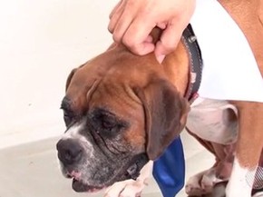 Cão Logan, Eunápolis, Bahia (Foto: Reprodução/ TV Santa Cruz)