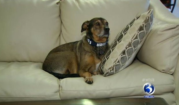 Para Jenna Brousseau, cão salvou a vida de sua filha. (Foto: Reprodução)